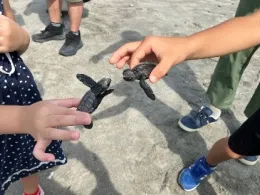 子ガメ観察会と海岸整備を実施しました
