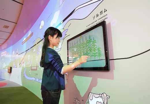ソルガム